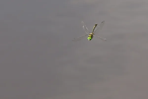 lesklice měděná ♂ (2019)