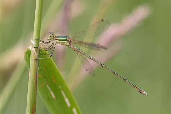šídlatka brvnatá ♂ (2018)