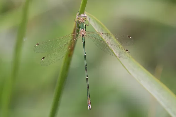 šídlatka brvnatá ♂ (2018)