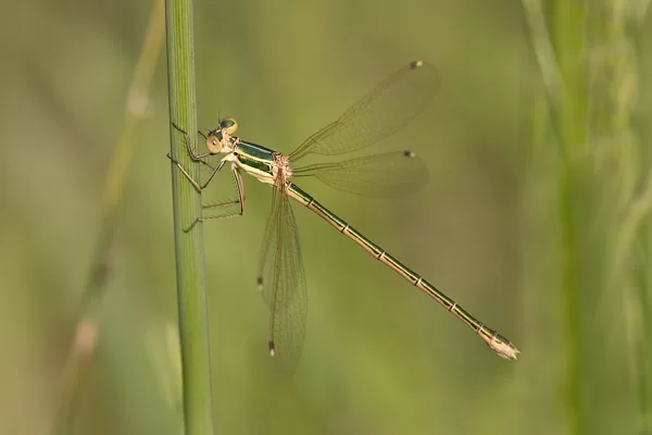 šídlatka brvnatá ♀ (2018)