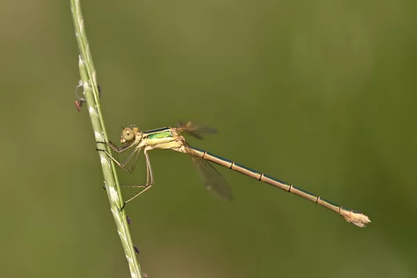šídlatka brvnatá ♀ (2018)