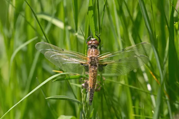 vážka čtyřskvrnná ♀ (2019)