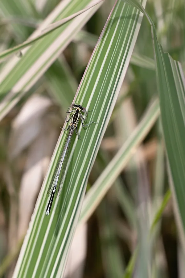 šidélko brvonohé ♂ (2019)
