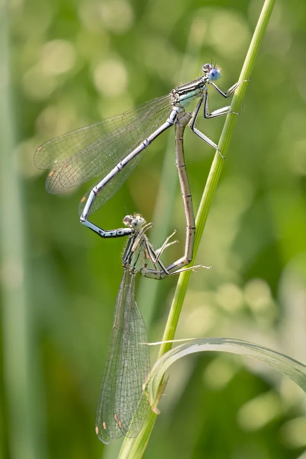 šidélko brvonohé ♂ + ♀ (2015)