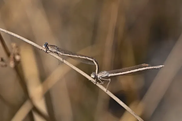 šídlatka kroužkovaná ♂ + ♀ (2020)