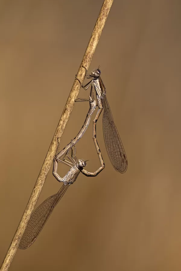 mezidruhová kopulace : šídlatka hnědá ♂ + šídlatka kroužkovaná ♀ (2020)