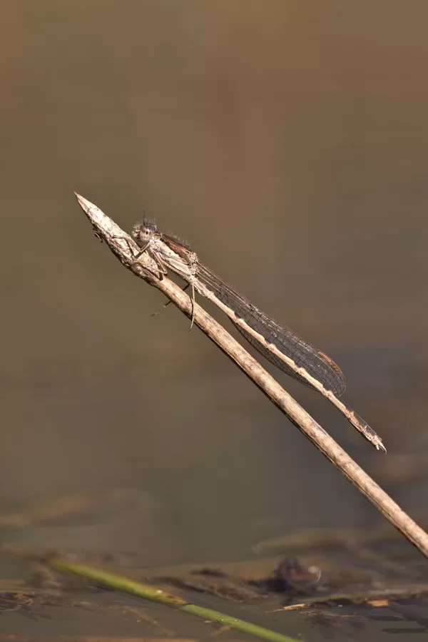 šídlatka hnědá ♂ (2020)