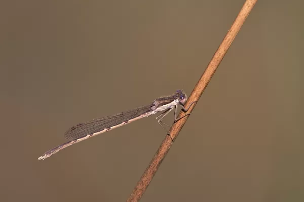 šídlatka hnědá ♂ (2020)