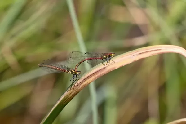 šidélko ruměnné ♂ + ♀ (2019)