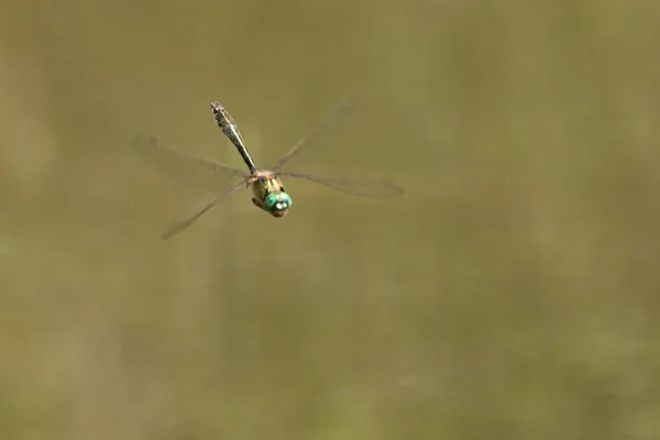 lesklice měděná ♂ (2020)