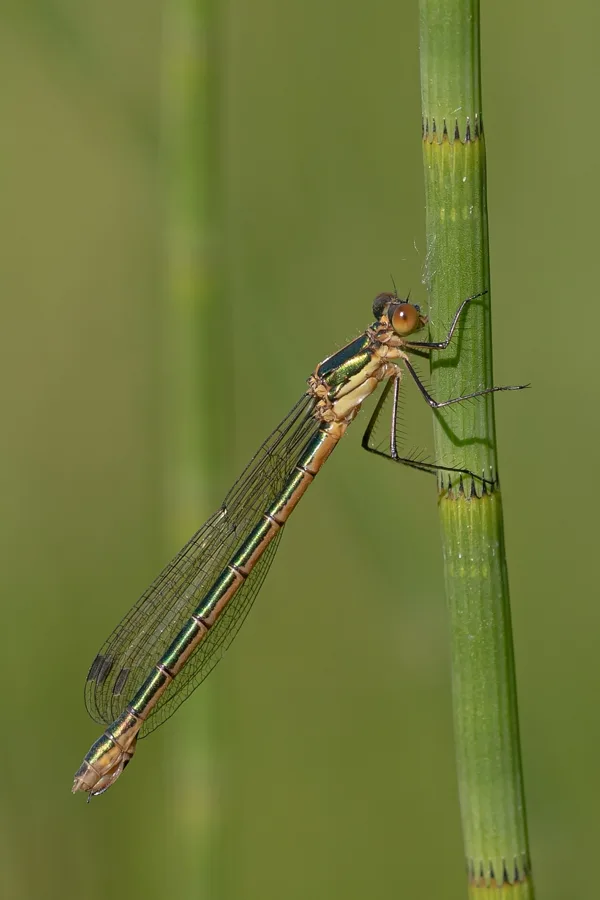 šídlatka tmavá ♀ (2020)