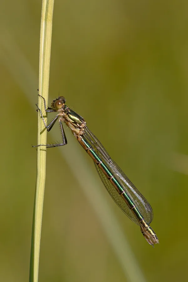 šídlatka tmavá ♀ (2020)