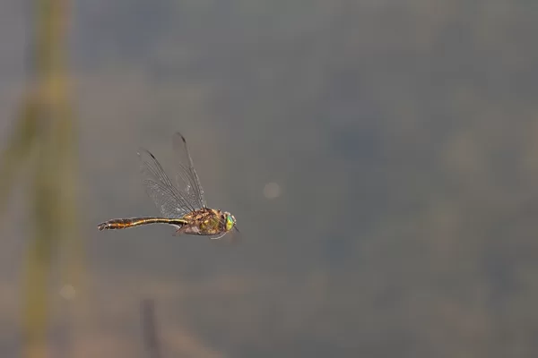 lesklice měděná ♂ (2020)