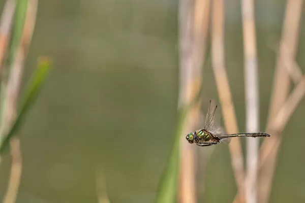 lesklice měděná ♂ (2020)