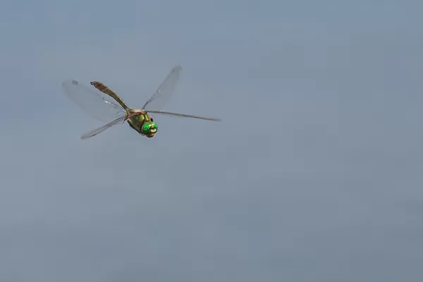 lesklice měděná ♂ (2020)