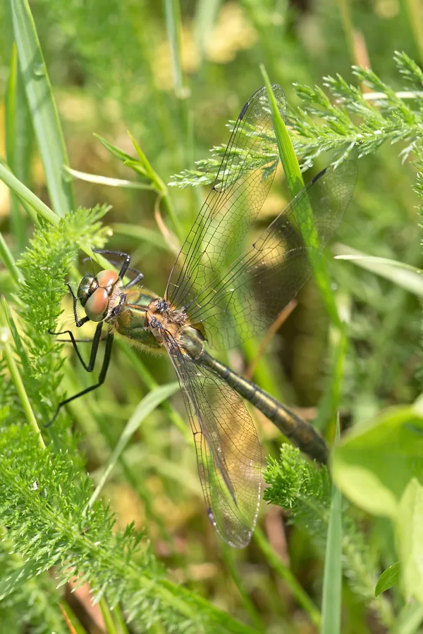 lesklice měděná ♂ (2019)