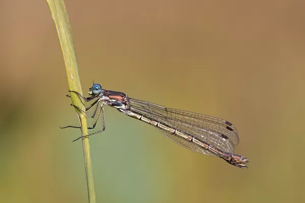 šídlatka tmavá ♀ (2019)