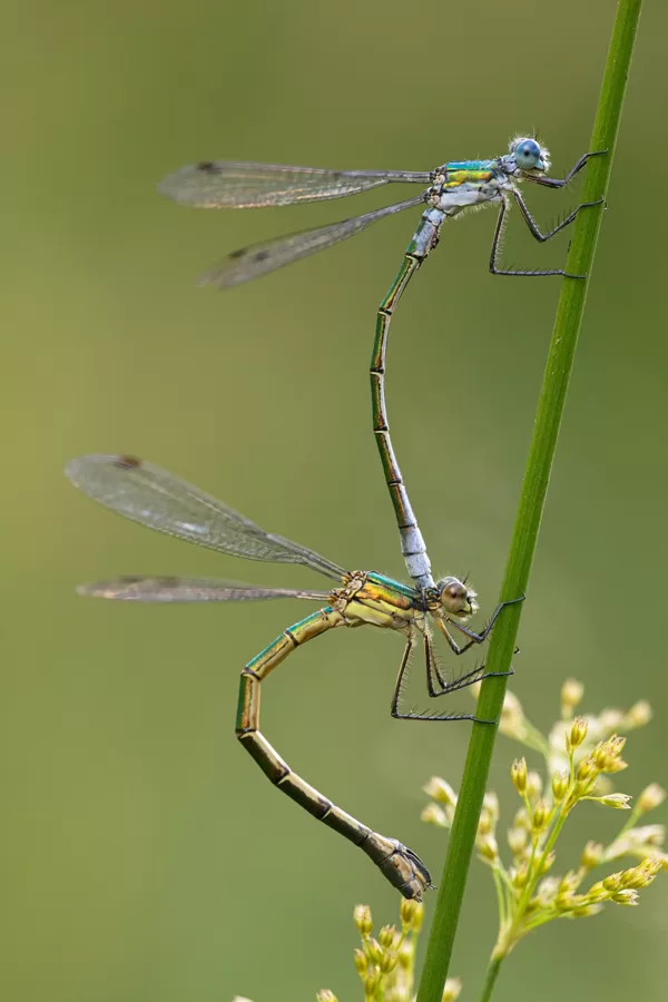 šídlatka tmavá ♂ + ♀ (2021)