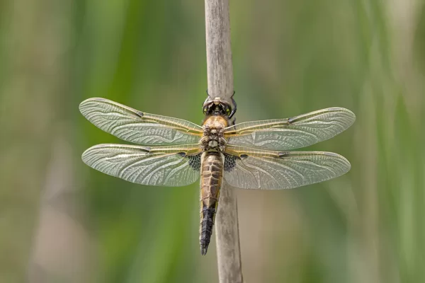 vážka čtyřskvrnná ♀ (2021)
