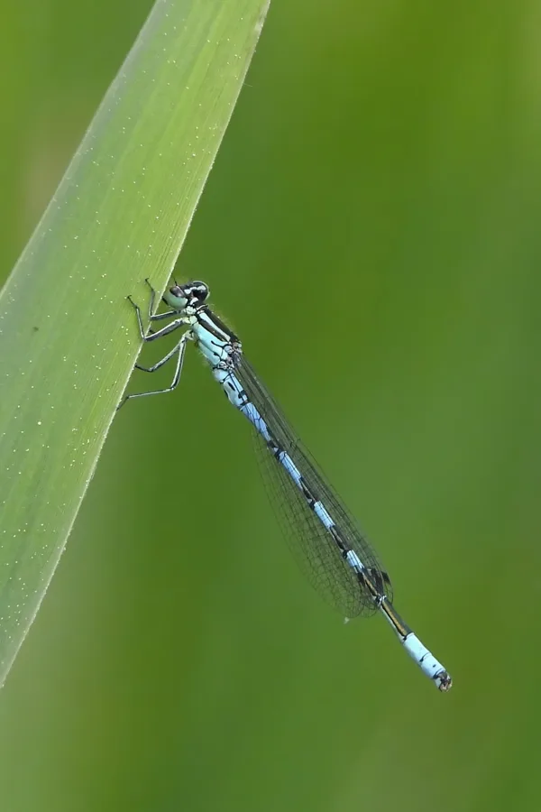 šidélko kopovité ♂ (2020)