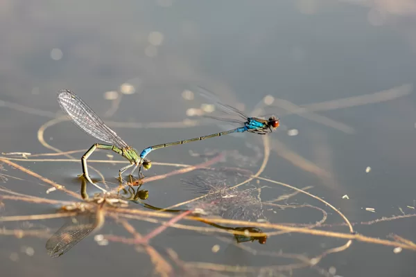 šidélko znamenané ♂ + ♀ (2021)