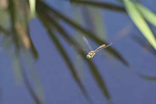 lesklice měděná ♂ (2019)