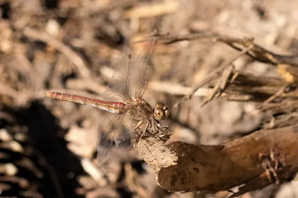 vážka obecná ♀ (2016)
