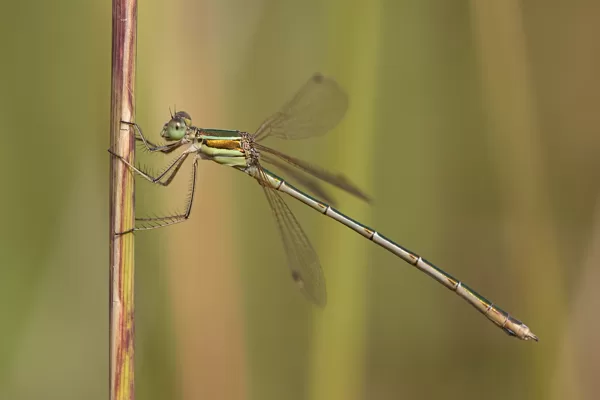 šídlatka brvnatá ♂ (2021)