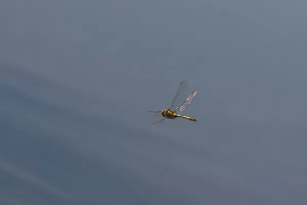 lesklice měděná ♂ (2022)
