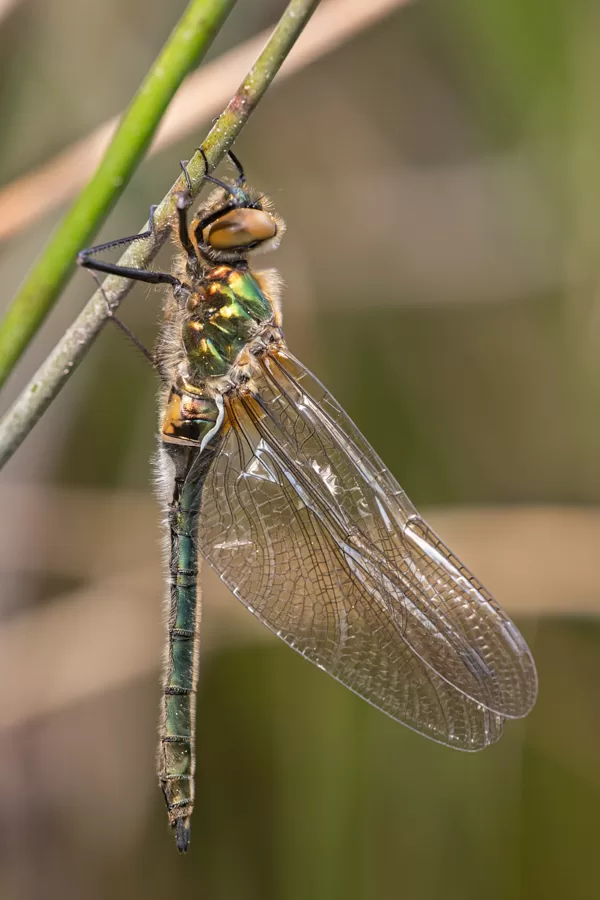 lesklice měděna ♀ (2020)