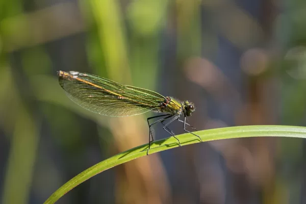 motýlice lesklá ♀ (2021)