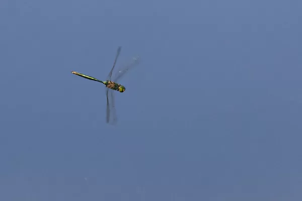 lesklice zelenavá ♂ (2022)