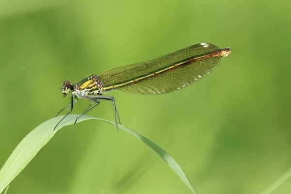 motýlice lesklá ♀ (2013)