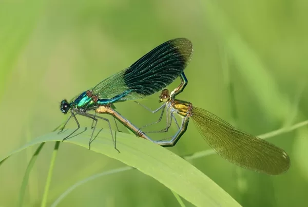 motýlice lesklá ♂+♀ (2013)