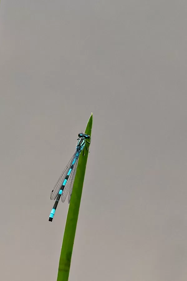 šidélko kopovité ♂ (2022)