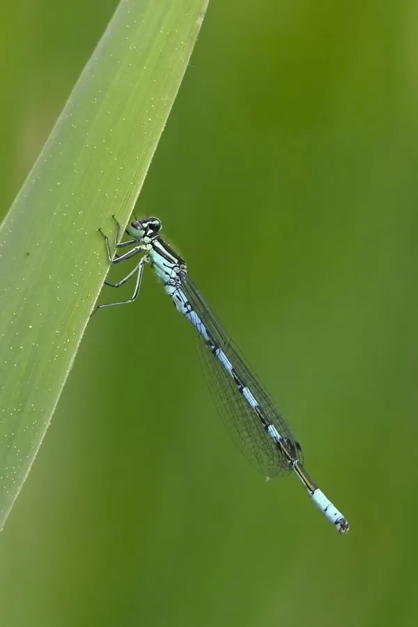 šidélko kopovité ♂ (2020)