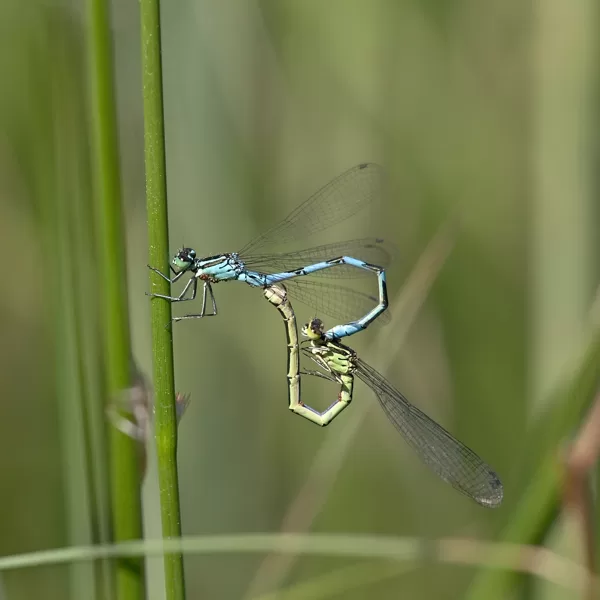 šidélko kopovité ♂ + ♀ (2019)