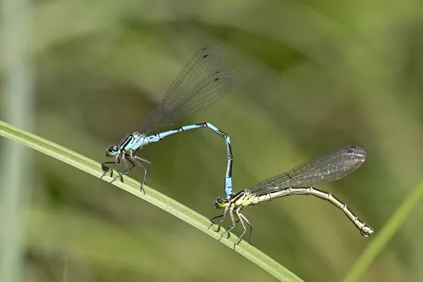 šidélko kopovité ♂ + ♀ (2019)