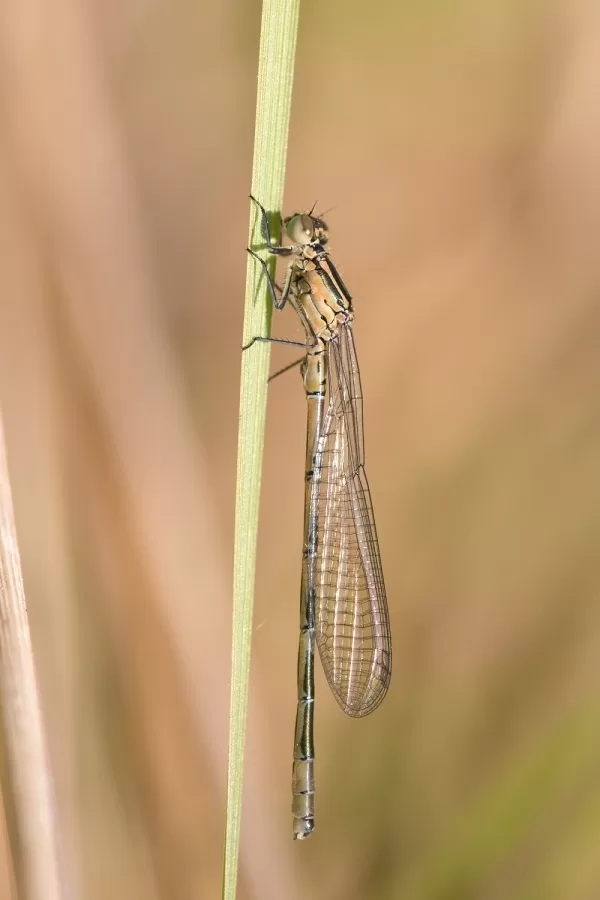 šidélko kopovité ♂ (2017)
