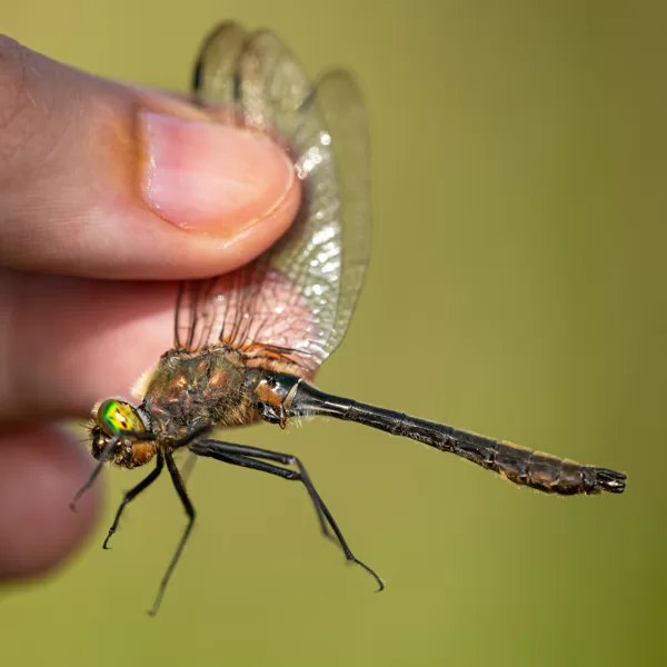 lesklice měděná ♂ (2021)