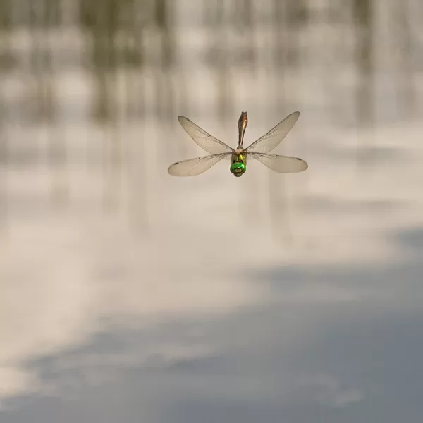 lesklice měděná ♂ (2021)