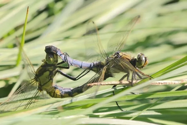 vážka černořitná ♂+♀ (2012)