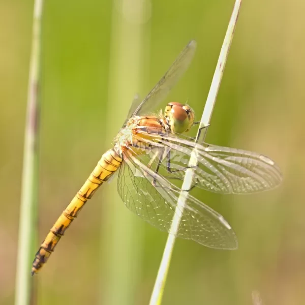 vážka obecná ♀ (2013)