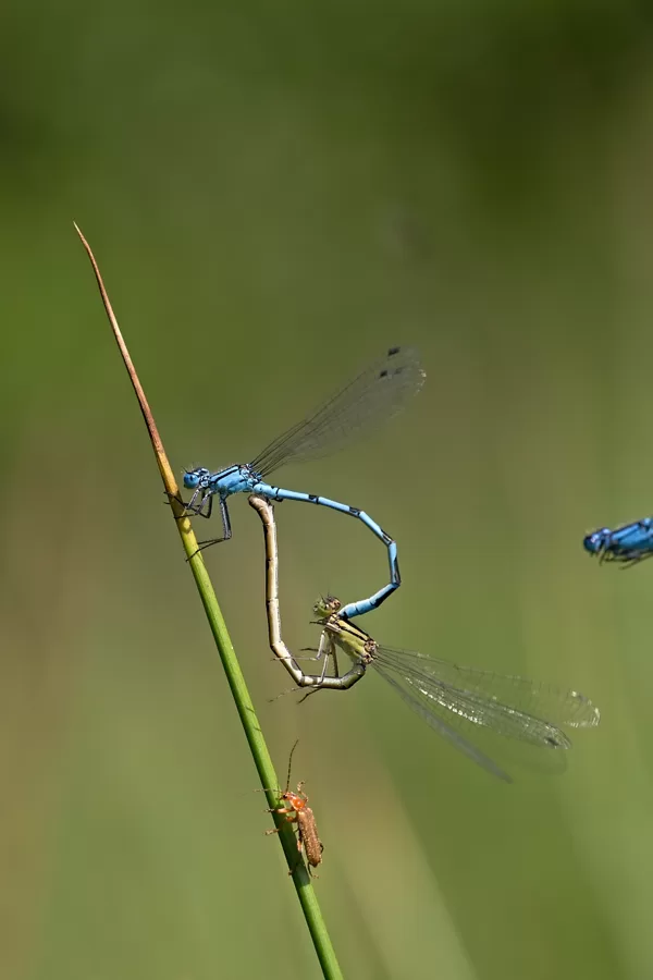 šidélko kroužkované ♂ + ♀ (2019)