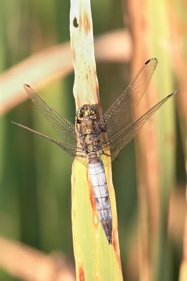 vážka černořitná ♂ (2013)