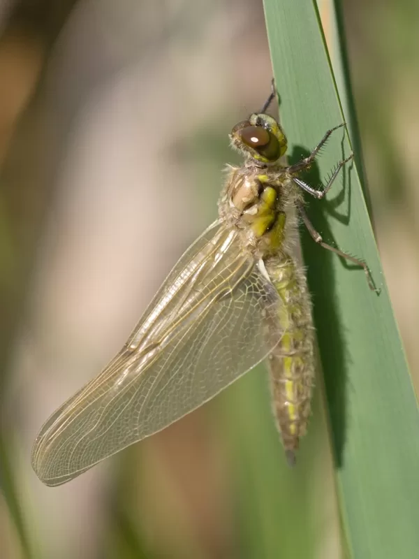 vážka čtyřskvrnná ♀ (2013)