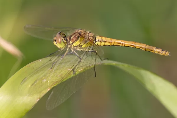 vážka obecná ♀ (2013)