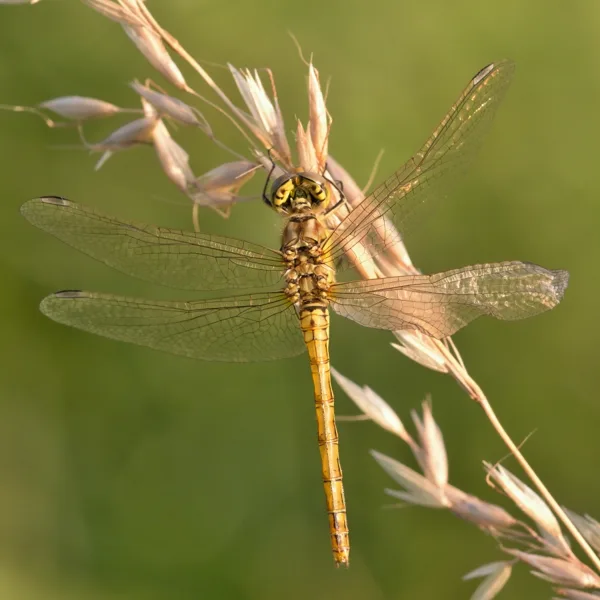 vážka obecná ♀ (2013)