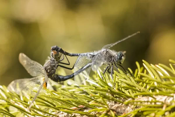 Vážka běloústá ♂ + ♀ (2015)