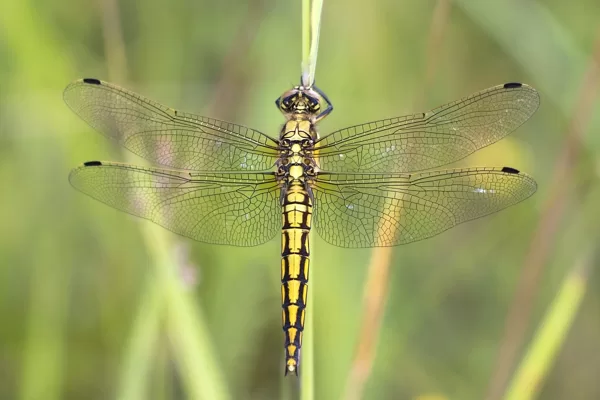 Vážka černořitná ♀ (2016)